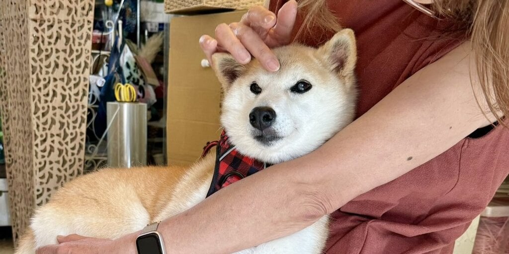 Dogecoin Community Buzz: Creator’s Shiba Inu NFT Sparks Major Excitement!