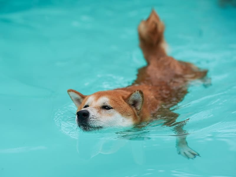 Shiba Inu’s Major Holders Active Amidst Bitcoin and Crypto Market Recovery