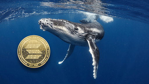 Discover Why SOL Whales Are Rushing to RCO Finance’s Record-Breaking Presale!