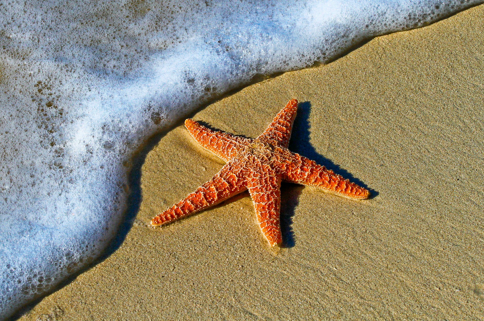 Humans.ai snaps up Starfish Technologies to drive blockchain innovation The Block